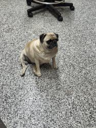 Lost Female Dog last seen Lovers Lane Visalia CA, Visalia, CA 93277
