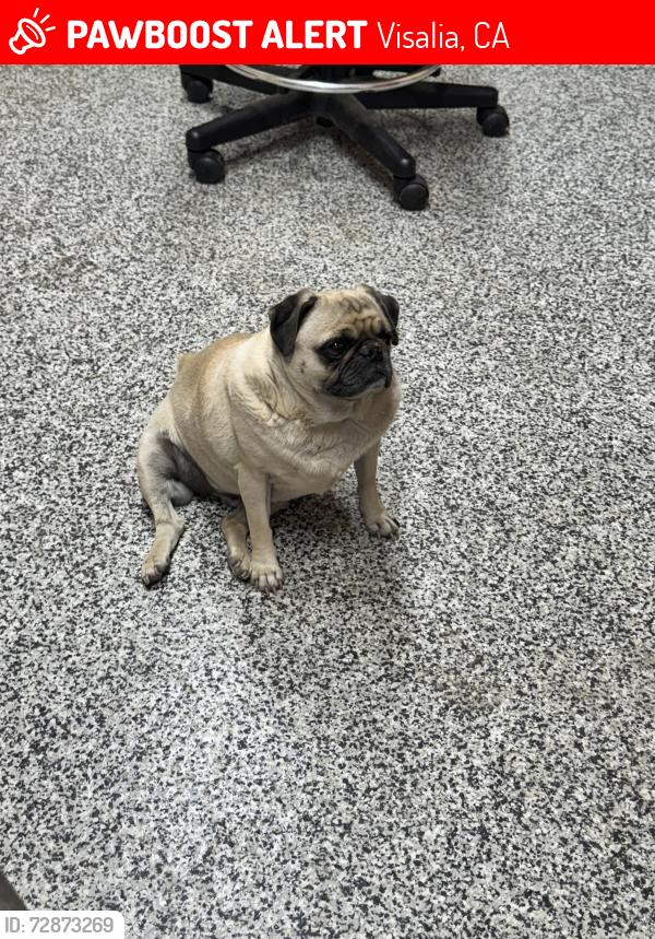 Lost Female Dog last seen Lovers Lane Visalia CA, Visalia, CA 93277