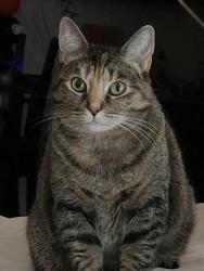 Lost Female Cat last seen S Country Club Rd, Tucson, AZ 85706