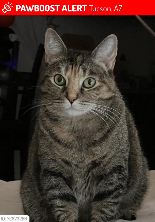 Lost Female Cat last seen S Country Club Rd, Tucson, AZ 85706