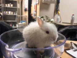 Shelter Stray Male Rabbit last seen Near Johnson Drive, Oceanside, CA, 92056, Oceanside, CA 92058