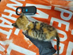 Shelter Stray Female Cat last seen Near Garey Drive, Vista, CA, 92084, Oceanside, CA 92058