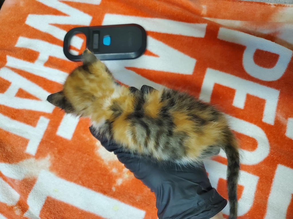 Shelter Stray Female Cat last seen Near Garey Drive, Vista, CA, 92084, Oceanside, CA 92058