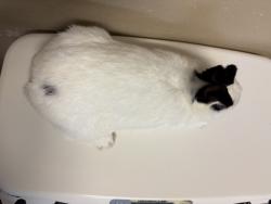 Shelter Stray Female Rabbit last seen Near College Boulevard, Oceanside, CA, 92057, Oceanside, CA 92058