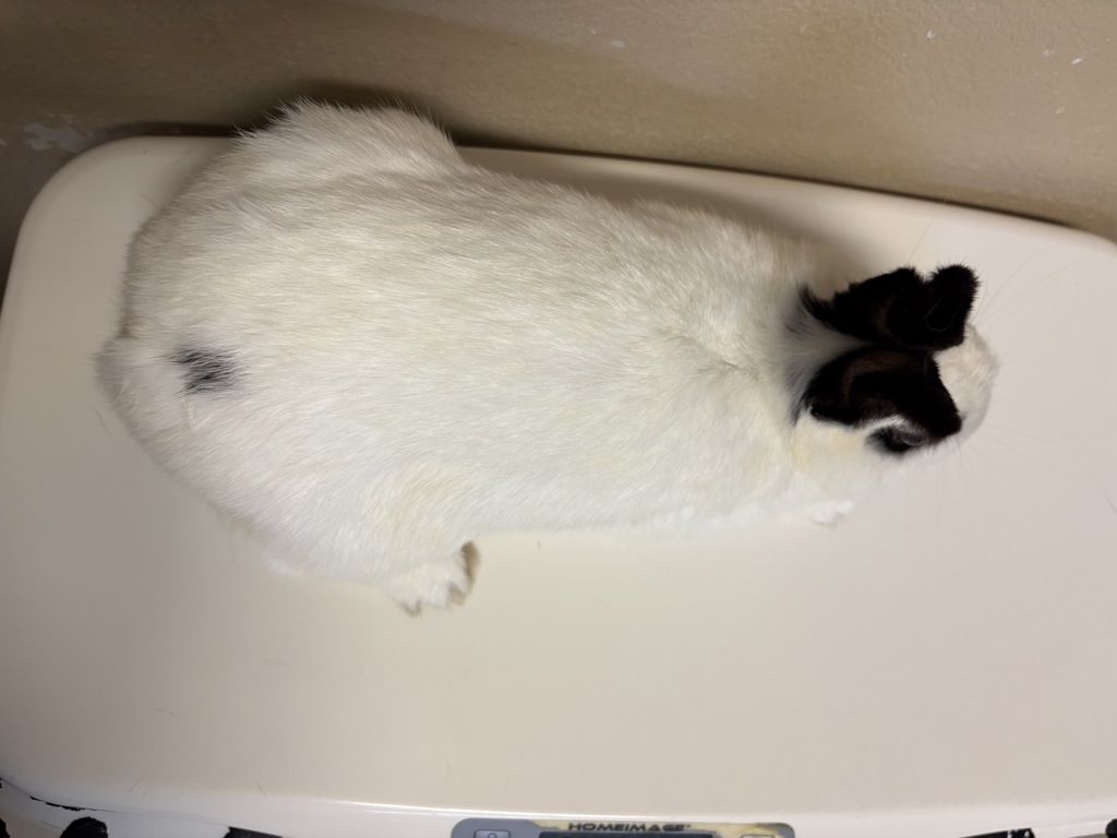 Shelter Stray Female Rabbit last seen Near College Boulevard, Oceanside, CA, 92057, Oceanside, CA 92058