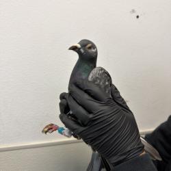 Shelter Stray Unknown Bird last seen Near Cloudcrest Drive, San Diego, CA, 92127, San Diego, CA 92110
