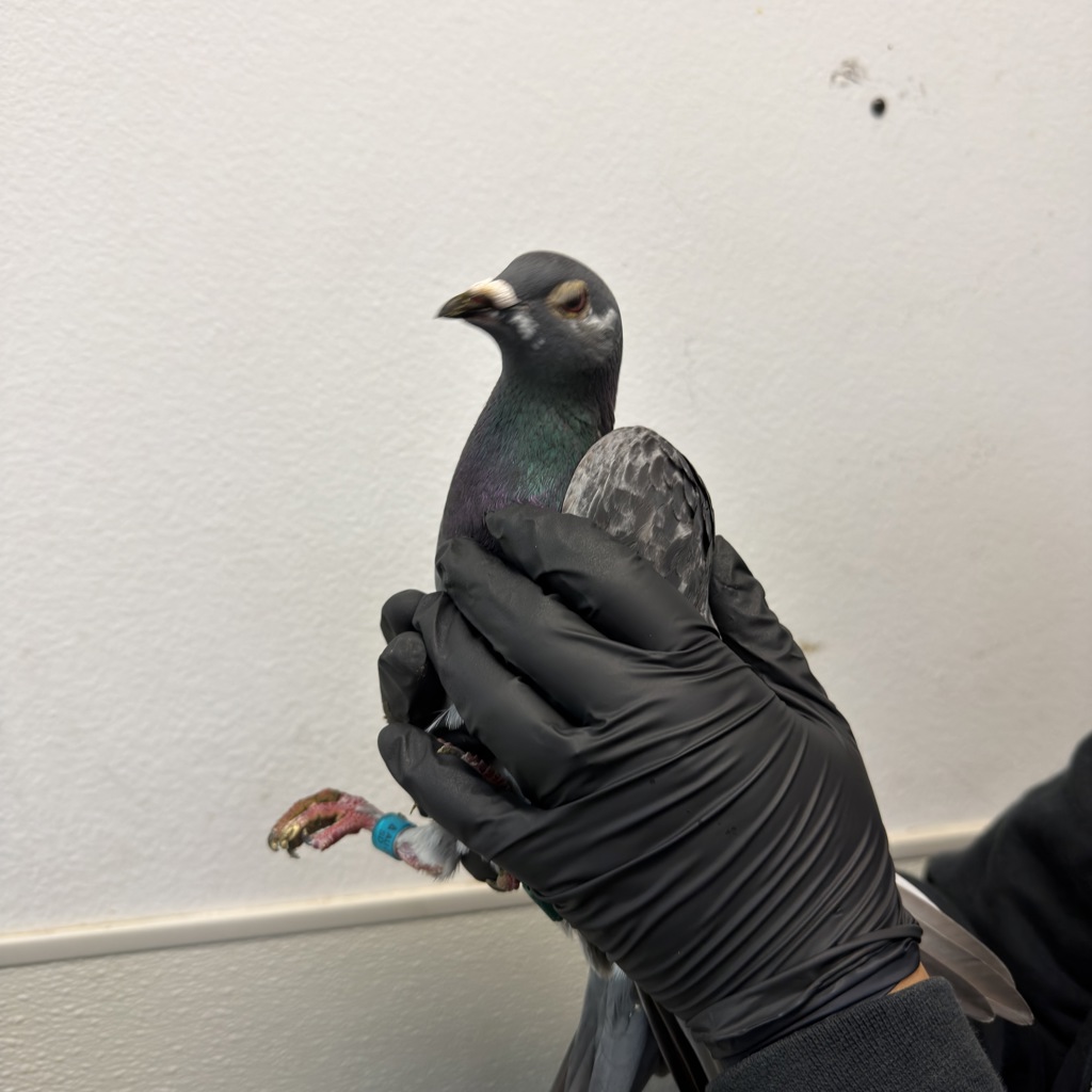 Shelter Stray Unknown Bird last seen Near Cloudcrest Drive, San Diego, CA, 92127, San Diego, CA 92110