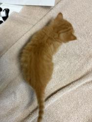 Shelter Stray Male Cat last seen Near Old Grove Road, Oceanside, CA, 92057, Oceanside, CA 92058