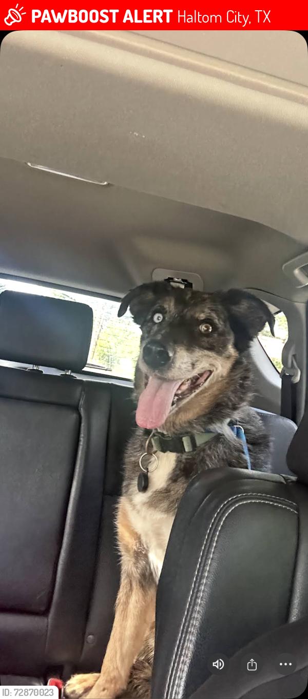 Lost Male Dog last seen Glenview and Denton Highway, Haltom City, TX 76117