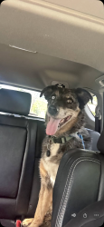 Lost Male Dog last seen Glenview and Denton Highway, Haltom City, TX 76117