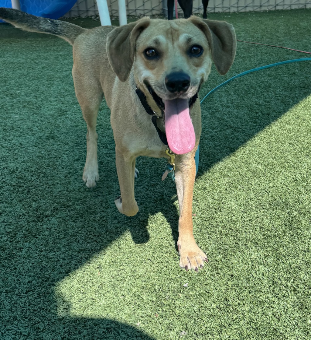 Shelter Stray Female Dog last seen Near Montiel Road, San Marcos, CA, 92069, Escondido, CA 92027
