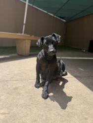 Shelter Stray Female Dog last seen Near E San Ysidro Boulevard, San Diego, CA, 92154, San Diego, CA 92110