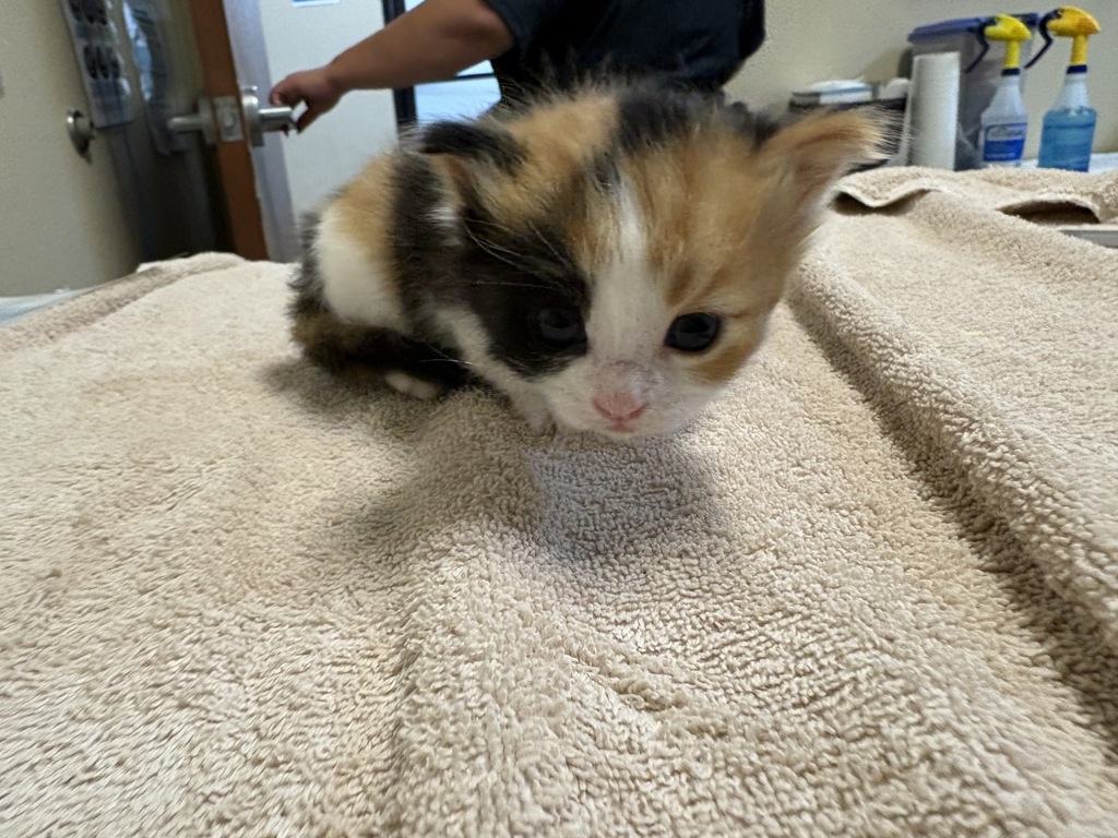 Shelter Stray Female Cat last seen Near Old Grove Road, Oceanside, CA, 92057, Oceanside, CA 92058