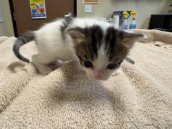 Shelter Stray Male Cat last seen Near Old Grove Road, Oceanside, CA, 92057, Oceanside, CA 92058