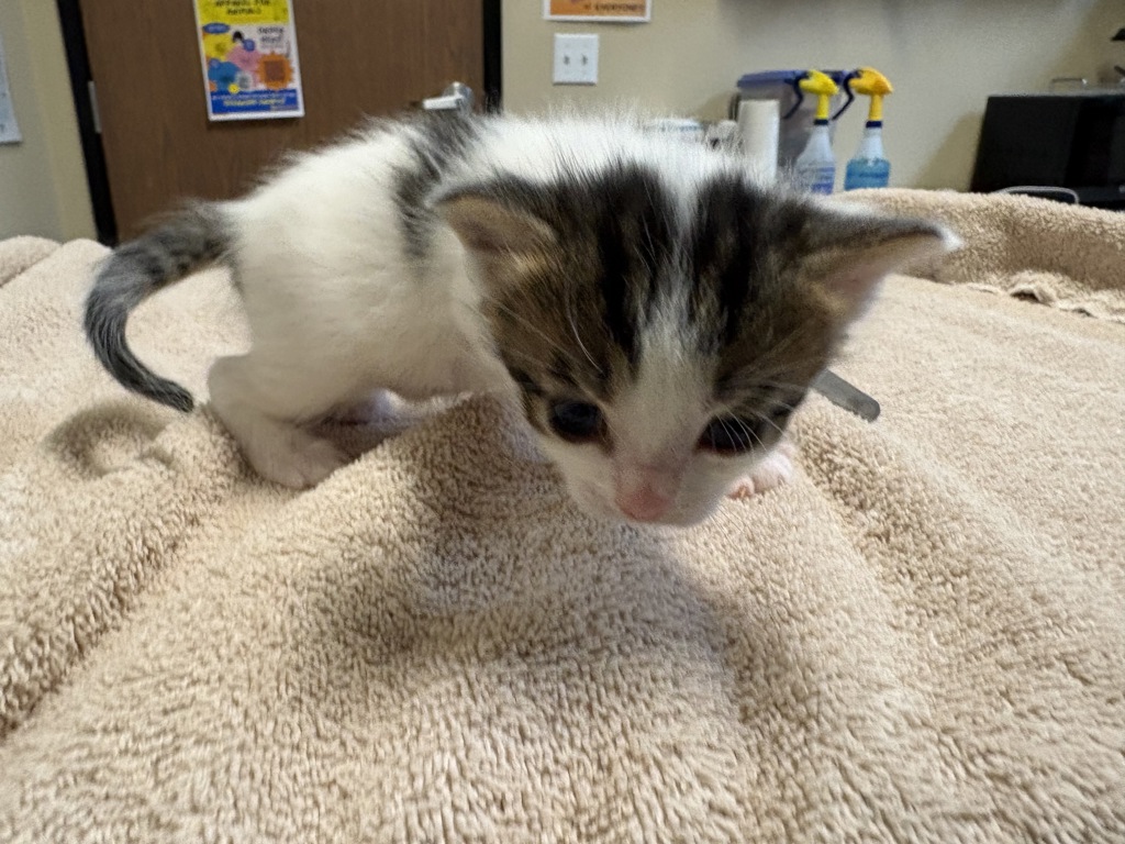 Shelter Stray Male Cat last seen Near Old Grove Road, Oceanside, CA, 92057, Oceanside, CA 92058