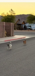 Found/Stray Unknown Dog last seen Stirrup / Thoroughbred , Henderson, NV 89002
