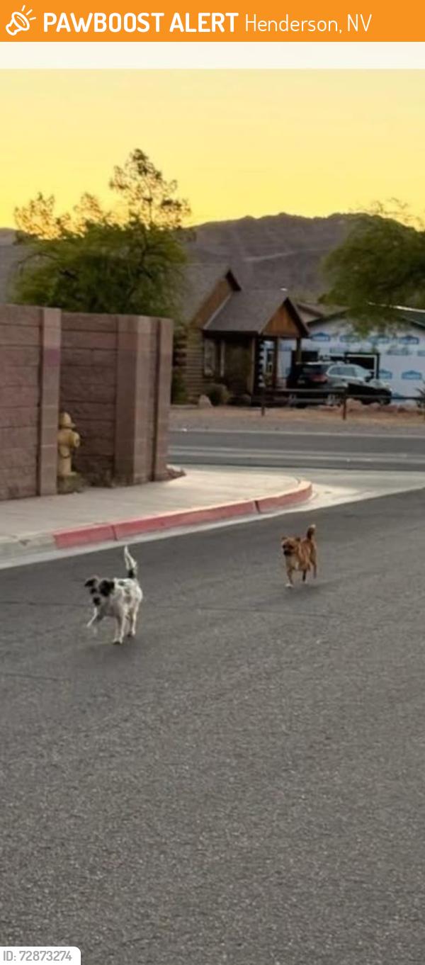 Found/Stray Unknown Dog last seen Stirrup / Thoroughbred , Henderson, NV 89002