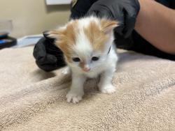 Shelter Stray Female Cat last seen Near Old Grove Road, Oceanside, CA, 92057, Oceanside, CA 92058