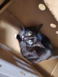 Shelter Stray Female Cat last seen Near 54th Place, San Diego, CA, 92115, San Diego, CA 92110