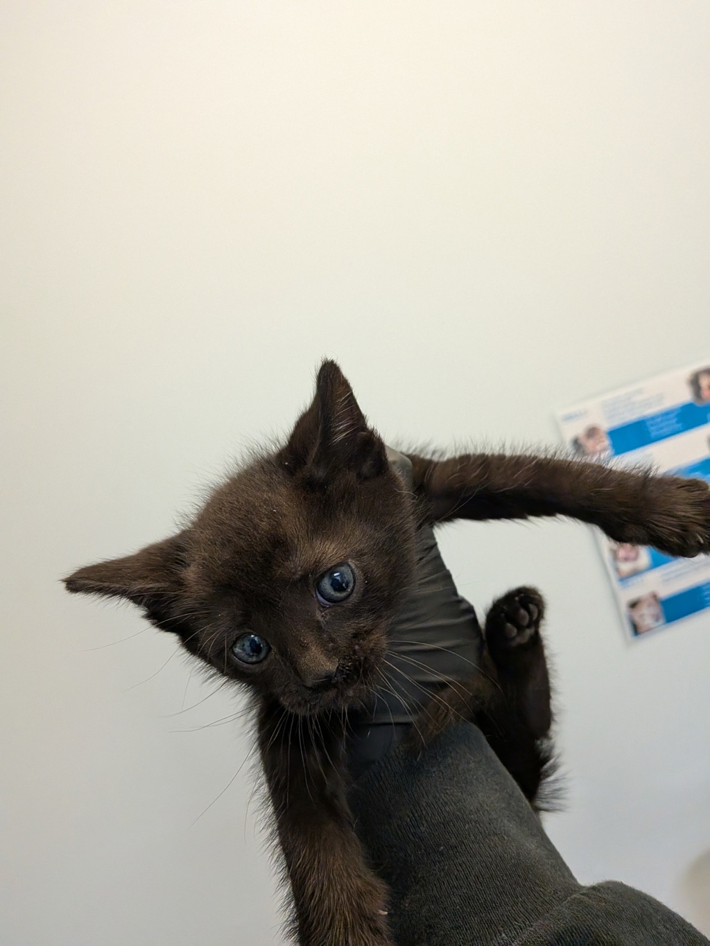 Shelter Stray Male Cat last seen Near Millbrae Street, San Diego, CA, 92113, San Diego, CA 92110