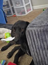 Lost Male Dog last seen tibbs and Kentucky , Decatur, IN 46733