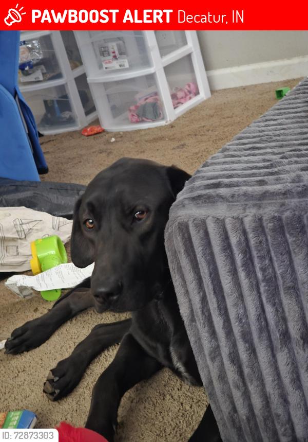 Lost Male Dog last seen tibbs and Kentucky , Decatur, IN 46733