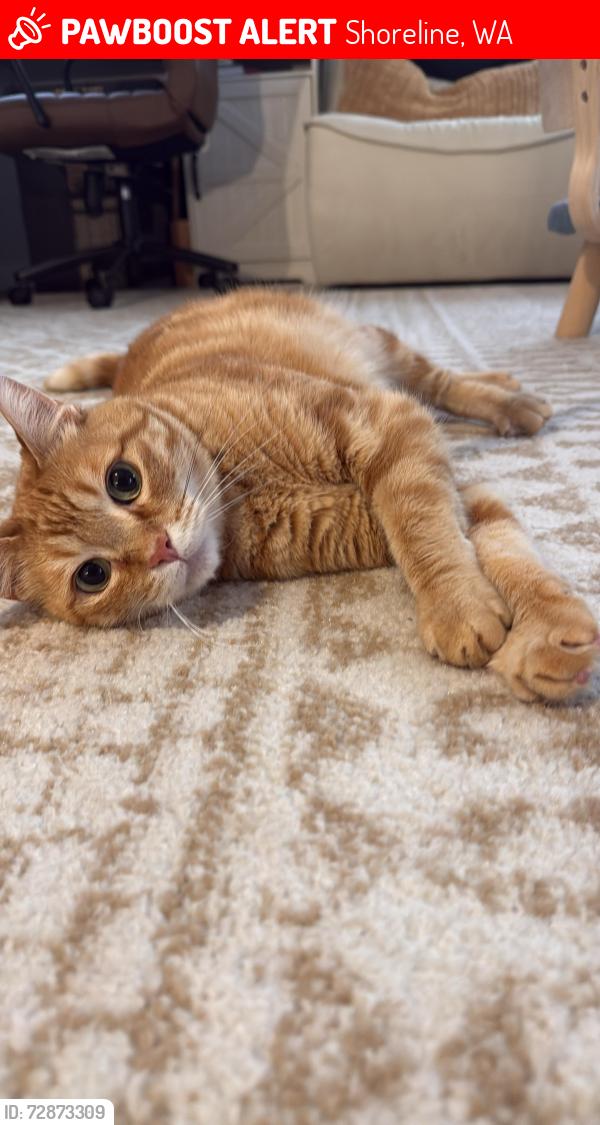 Lost Male Cat last seen Near N 147th St, Shoreline, WA 98133