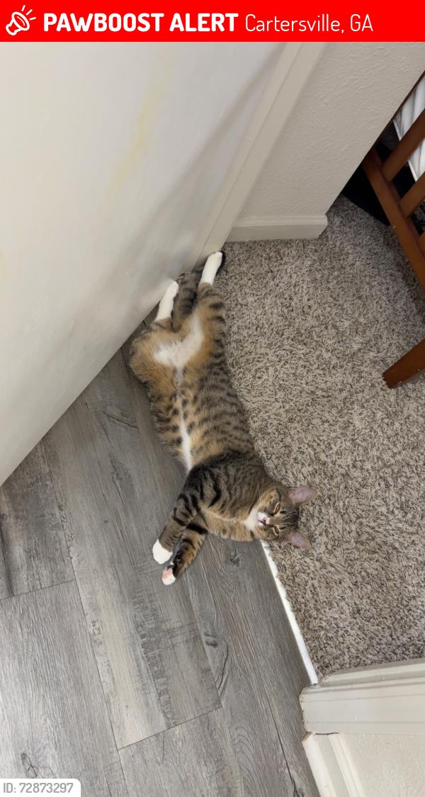 Lost Female Cat last seen Near Jordan rd se , Cartersville, GA 30120