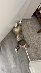 Lost Female Cat last seen Near Jordan rd se , Cartersville, GA 30120