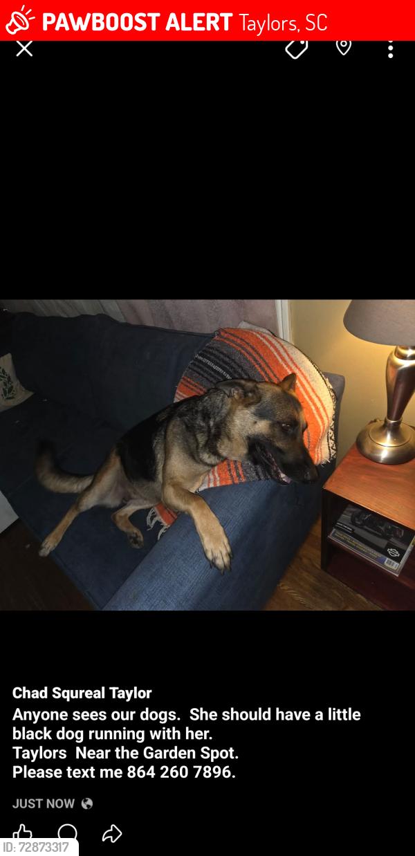 Lost Female Dog last seen Lee rd, Taylors, SC 29687