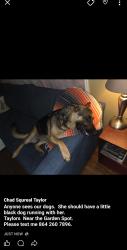 Lost Female Dog last seen Lee rd, Taylors, SC 29687