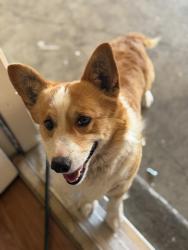Found/Stray Male Dog last seen Gunnison, Albuquerque, NM 87120