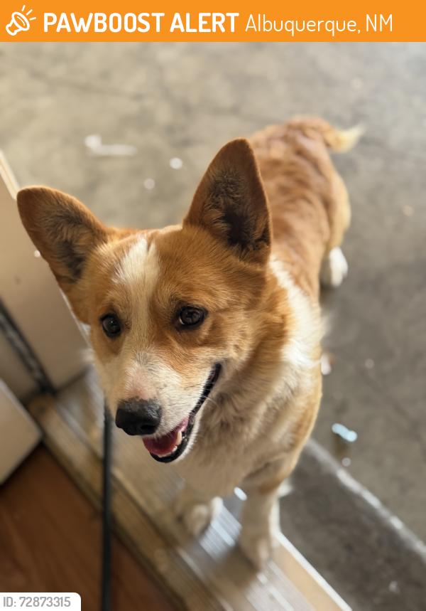 Found/Stray Male Dog last seen Gunnison, Albuquerque, NM 87120