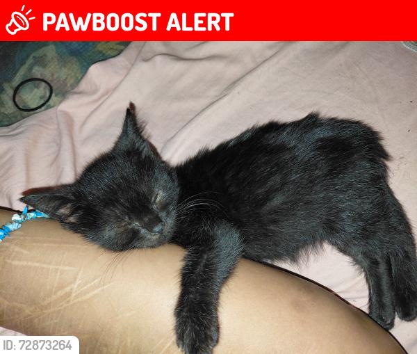 Lost Female Cat last seen Tlc lawncare, Green Cove Springs, FL 32043
