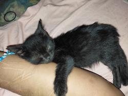 Lost Female Cat last seen Tlc lawncare, Green Cove Springs, FL 32043