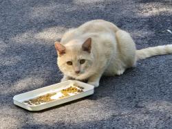 Reunited Male Cat last seen Channing Circle , Richmond, VA 23235