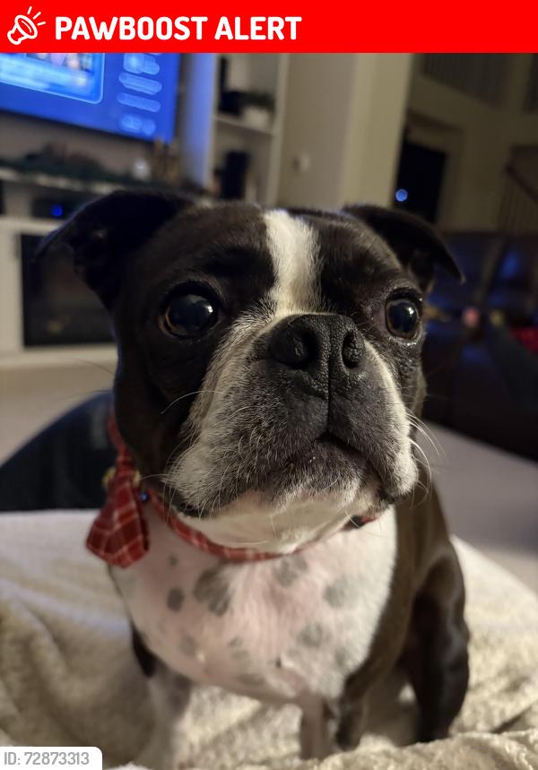 Lost Male Dog last seen Near , Chambers County, TX 77523