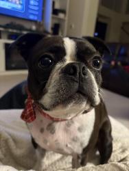 Lost Male Dog last seen Near , Chambers County, TX 77523