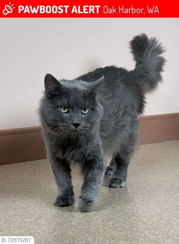 Lost Male Cat last seen Crosby , Oak Harbor, WA 98277