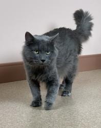 Lost Male Cat last seen Crosby , Oak Harbor, WA 98277