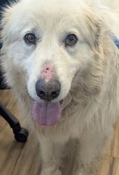 Found/Stray Male Dog last seen Arapaho, Richardson, TX 75080