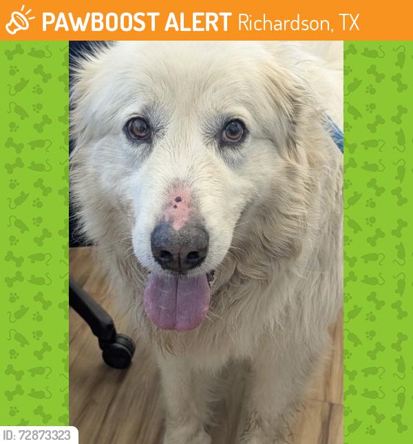 Found/Stray Male Dog last seen Arapaho, Richardson, TX 75080