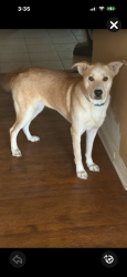 Lost Female Dog last seen MB way, Pilot POint, TX, Pilot Point, TX 76258