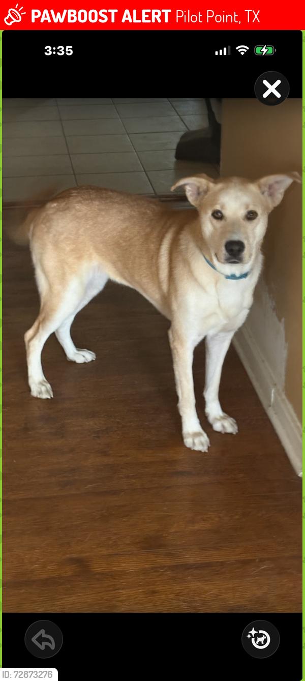 Lost Female Dog last seen MB way, Pilot POint, TX, Pilot Point, TX 76258