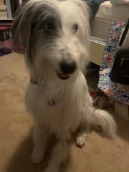 Reunited Male Dog last seen Near bloomington road, Madison Township, PA 18444