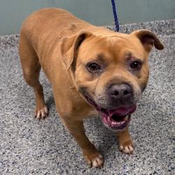 Shelter Stray Male Dog last seen , Greenville, SC 29609