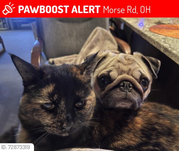 Lost Female Cat last seen Babbitt Rd, Morse Rd, OH 43054