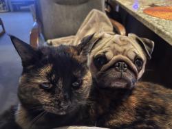 Lost Female Cat last seen Babbitt Rd, Morse Rd, OH 43054