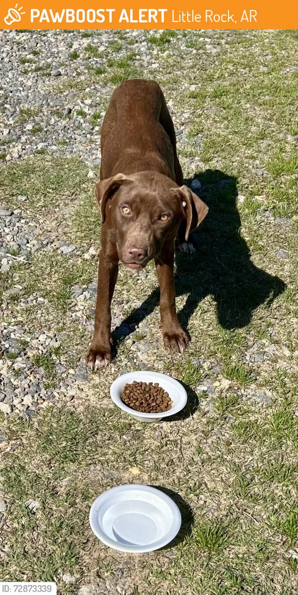 Found/Stray Unknown Dog last seen Baseline and Scott Hamilton Roads, southwest little rock , Little Rock, AR 72209