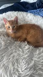 Lost Male Cat last seen Mark Twain Blvd, Flower Mound Rd, Flower Mound, TX 75022